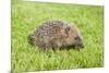 Hedgehog Juvenile on Garden Lawn in Daylight-null-Mounted Photographic Print