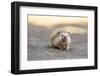 Hedgehog. Koh Samui, Thailand-Stuart Westmorland-Framed Photographic Print