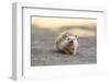 Hedgehog. Koh Samui, Thailand-Stuart Westmorland-Framed Photographic Print