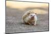 Hedgehog. Koh Samui, Thailand-Stuart Westmorland-Mounted Photographic Print
