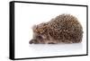 Hedgehog on A White Background-AZALIA-Framed Stretched Canvas