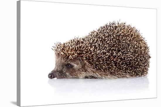 Hedgehog on A White Background-AZALIA-Stretched Canvas