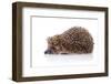 Hedgehog on A White Background-AZALIA-Framed Photographic Print