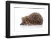 Hedgehog on A White Background-AZALIA-Framed Photographic Print