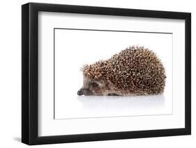 Hedgehog on A White Background-AZALIA-Framed Photographic Print