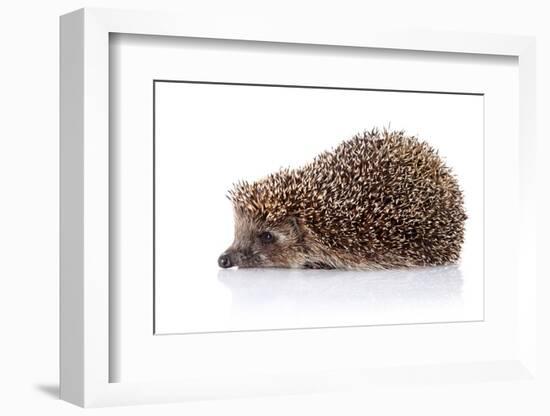 Hedgehog on A White Background-AZALIA-Framed Photographic Print