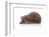 Hedgehog on A White Background-AZALIA-Framed Photographic Print