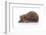 Hedgehog on A White Background-AZALIA-Framed Photographic Print