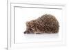 Hedgehog on A White Background-AZALIA-Framed Photographic Print