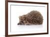 Hedgehog on A White Background-AZALIA-Framed Photographic Print