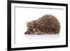 Hedgehog on A White Background-AZALIA-Framed Photographic Print