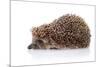 Hedgehog on A White Background-AZALIA-Mounted Photographic Print