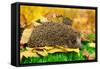 Hedgehog on Autumn Leaves in Forest-Yastremska-Framed Stretched Canvas