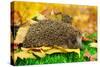 Hedgehog on Autumn Leaves in Forest-Yastremska-Stretched Canvas