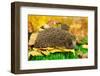 Hedgehog on Autumn Leaves in Forest-Yastremska-Framed Photographic Print