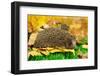 Hedgehog on Autumn Leaves in Forest-Yastremska-Framed Photographic Print