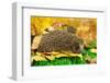 Hedgehog on Autumn Leaves in Forest-Yastremska-Framed Photographic Print