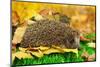 Hedgehog on Autumn Leaves in Forest-Yastremska-Mounted Photographic Print