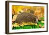Hedgehog on Autumn Leaves in Forest-Yastremska-Framed Photographic Print