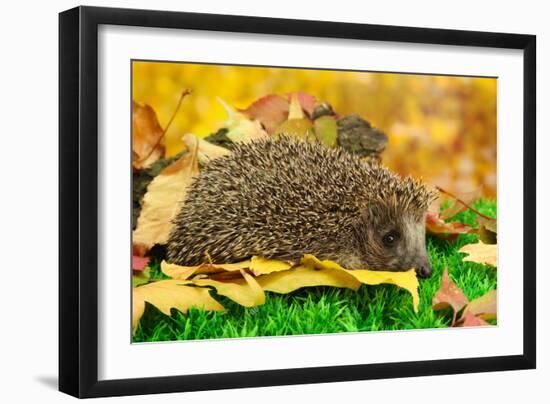 Hedgehog on Autumn Leaves in Forest-Yastremska-Framed Photographic Print