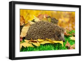 Hedgehog on Autumn Leaves in Forest-Yastremska-Framed Photographic Print