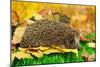 Hedgehog on Autumn Leaves in Forest-Yastremska-Mounted Photographic Print