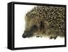 Hedgehog Portrait-prill-Framed Stretched Canvas