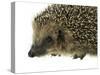 Hedgehog Portrait-prill-Stretched Canvas