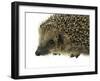 Hedgehog Portrait-prill-Framed Photographic Print