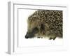 Hedgehog Portrait-prill-Framed Photographic Print