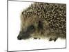 Hedgehog Portrait-prill-Mounted Photographic Print