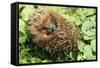 Hedgehog Rolled Up in a Ball-null-Framed Stretched Canvas