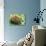 Hedgehog Rolled Up in a Ball-null-Photographic Print displayed on a wall