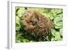 Hedgehog Rolled Up in a Ball-null-Framed Photographic Print