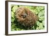 Hedgehog Rolled Up in a Ball-null-Framed Photographic Print