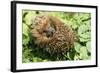 Hedgehog Rolled Up in a Ball-null-Framed Photographic Print