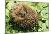 Hedgehog Rolled Up in a Ball-null-Mounted Photographic Print