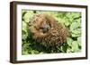 Hedgehog Rolled Up in a Ball-null-Framed Photographic Print