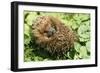 Hedgehog Rolled Up in a Ball-null-Framed Photographic Print