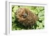 Hedgehog Rolled Up in a Ball-null-Framed Photographic Print