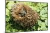 Hedgehog Rolled Up in a Ball-null-Mounted Photographic Print