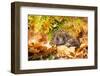 Hedgehog, Scientific Name: Erinaceus Europaeus. Wild, Native Hedgehog Curled into a Ball and Facing-Anne Coatesy-Framed Photographic Print