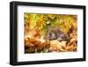 Hedgehog, Scientific Name: Erinaceus Europaeus. Wild, Native Hedgehog Curled into a Ball and Facing-Anne Coatesy-Framed Photographic Print