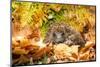 Hedgehog, Scientific Name: Erinaceus Europaeus. Wild, Native Hedgehog Curled into a Ball and Facing-Anne Coatesy-Mounted Photographic Print