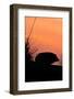 Hedgehog silhouetted at dusk, Scotland-Laurie Campbell-Framed Photographic Print