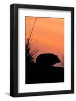 Hedgehog silhouetted at dusk, Scotland-Laurie Campbell-Framed Photographic Print