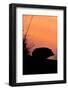 Hedgehog silhouetted at dusk, Scotland-Laurie Campbell-Framed Photographic Print