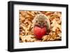 Hedgehog Sitting on Leaves-shiffti-Framed Photographic Print