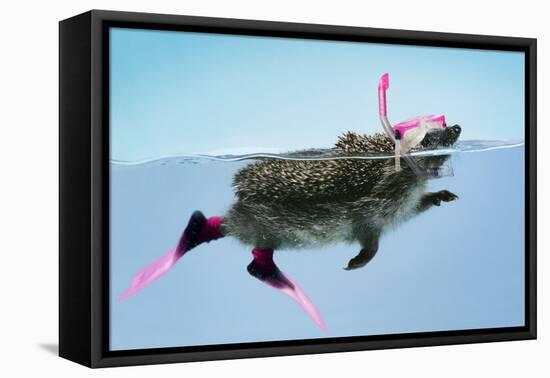 Hedgehog Swimming in Mask Snorkel and Flippers-null-Framed Stretched Canvas