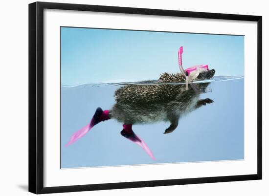 Hedgehog Swimming in Mask Snorkel and Flippers-null-Framed Photographic Print